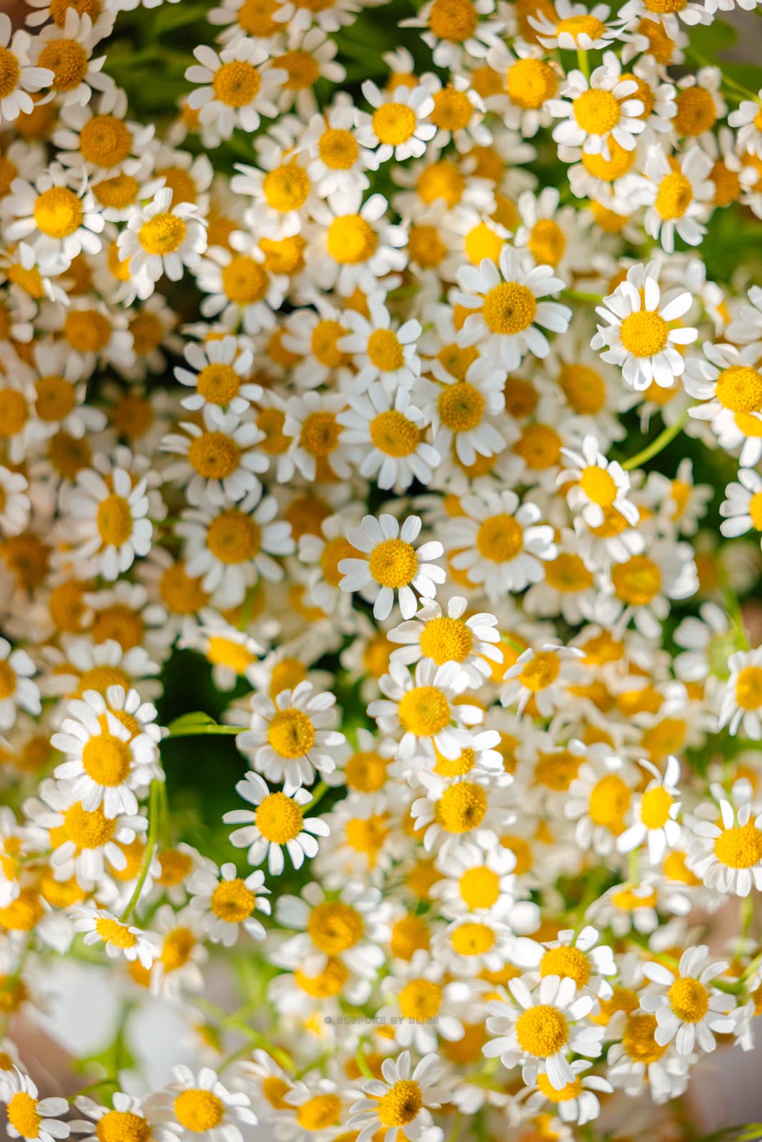 Event styling in white and yellow
