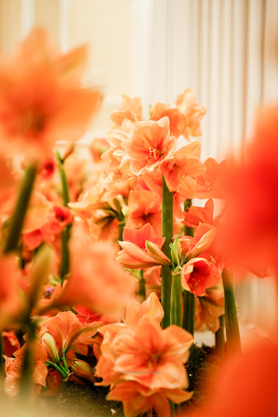 Statement floral arrangement in orange and cream